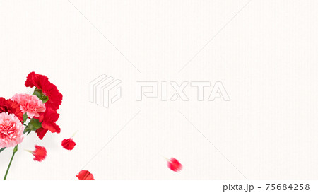 カーネーションと白い背景 - 複数のバリエーションがあります カーネーションと白い背景 - 複数のバリエーションがあります 75684258