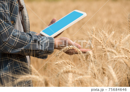 Farmer checking data in a wheat field with a tablet and examnination crop. Farmer checking data in a wheat field with a tablet and examnination crop. 75684646
