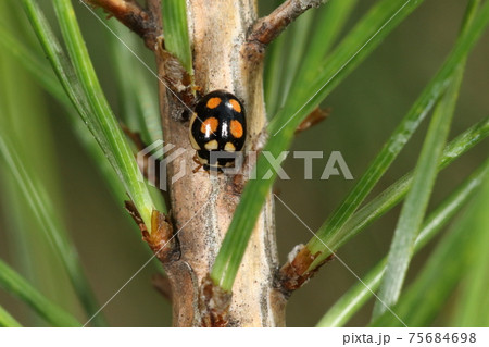 生き物　昆虫　ムツキボシテントウ、四ミリに満たない小さな体。艶のある黒地に二色の六星がきれいです 75684698