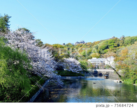愛媛県松山市の城山公園堀端から見た桜と松山城の写真素材 愛媛県松山市の城山公園堀端から見た桜と松山城の写真素材