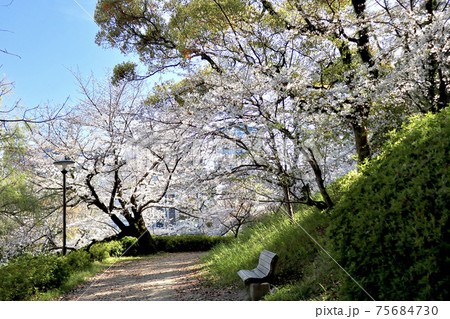 愛媛県松山市の城山公園堀端に咲く桜の写真素材 愛媛県松山市の城山公園堀端に咲く桜の写真素材