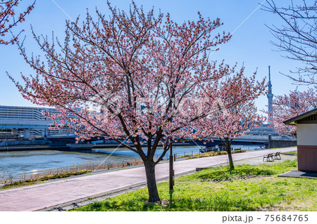 日本の春 東京荒川 汐入公園の早咲き桜 日本の春 東京荒川 汐入公園の早咲き桜 75684765