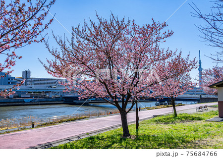 日本の春 東京荒川 汐入公園の早咲き桜 75684766