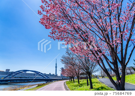 日本の春 東京荒川 汐入公園の早咲き桜 日本の春 東京荒川 汐入公園の早咲き桜 75684769
