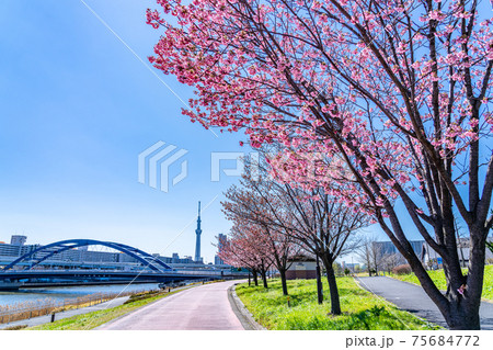 日本の春 東京荒川 汐入公園の早咲き桜 日本の春 東京荒川 汐入公園の早咲き桜 75684772