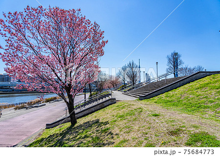 日本の春 東京荒川 汐入公園の早咲き桜 75684773