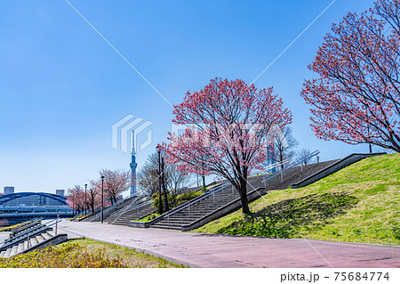 日本の春 東京荒川 汐入公園の早咲き桜 日本の春 東京荒川 汐入公園の早咲き桜 75684774