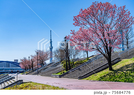 日本の春 東京荒川 汐入公園の早咲き桜の写真素材