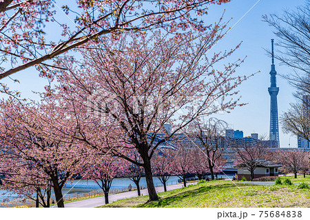 日本の春 東京荒川 汐入公園の早咲き桜 75684838