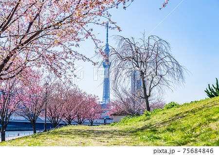 日本の春 東京荒川 汐入公園の早咲き桜の写真素材