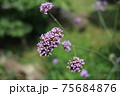 ヤナギハナガサ 75684876