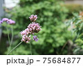 ヤナギハナガサ 75684877
