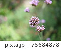 ヤナギハナガサ 75684878