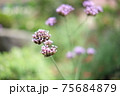ヤナギハナガサ 75684879