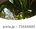メダカ 75684880