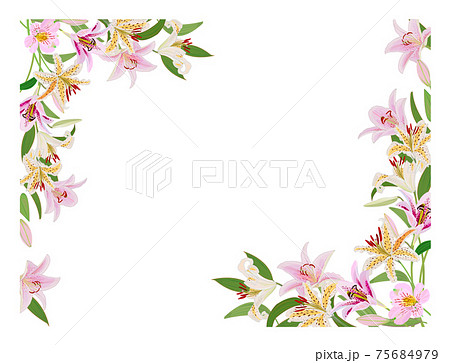 百合の花のフレームのイラスト素材