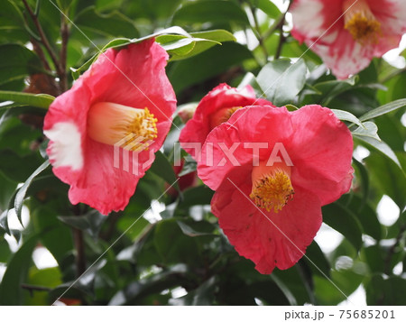 ツバキ　玉雲 75685201