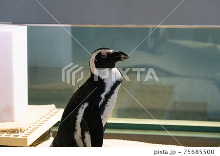 ケープペンギン 生きるミュージアム ニフレル の写真素材
