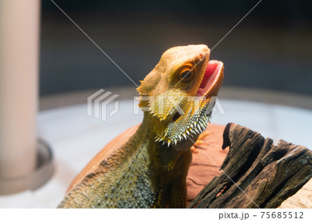 生きるミュージアム・ニフレルのフトアゴヒゲトカゲ 生きるミュージアム・ニフレルのフトアゴヒゲトカゲ 75685512