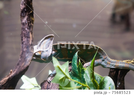 エボシカメレオン（生きるミュージアム・ニフレル） 75685523