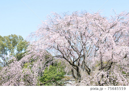 東京都　六義園（りくぎえん）　しだれ桜 75685559