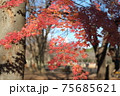 紅葉 75685621