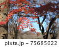 モミジ 75685622