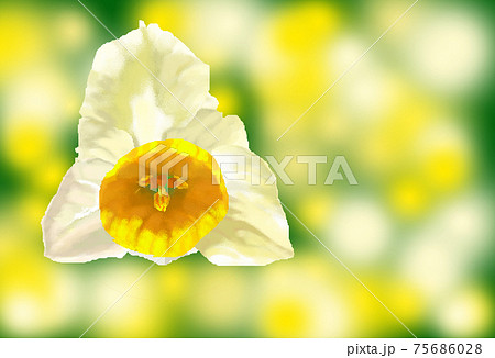 水仙の花 75686028