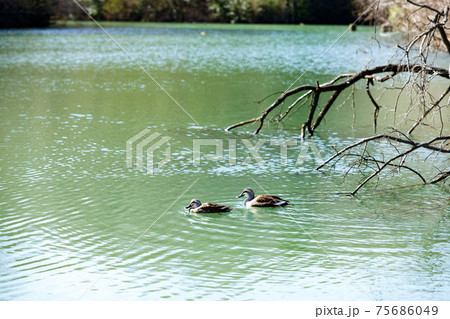 東京都八王子市 長池公園の野鳥 カモ 東京都八王子市 長池公園の野鳥 カモ 75686049
