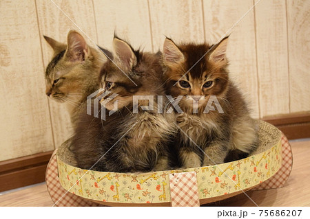 バスケットにいる子猫(床) バスケットにいる子猫(床) 75686207