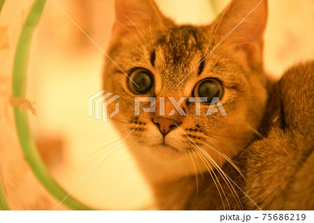 目線抜群のねこ(ベンガル) 目線抜群のねこ(ベンガル) 75686219