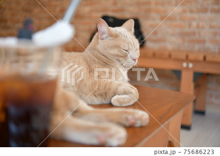 コーヒー越しの猫 コーヒー越しの猫 75686223