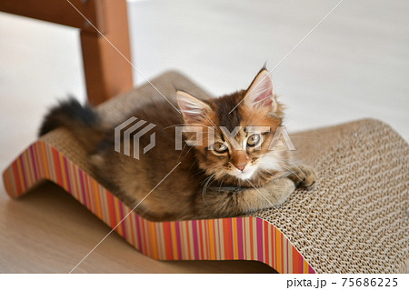 爪とぎ上のねこ 爪とぎ上のねこ 75686225
