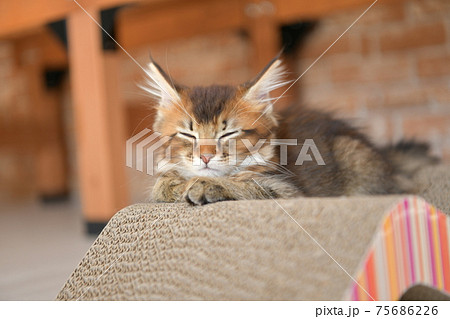 爪とぎうえで眠るねこ 75686226