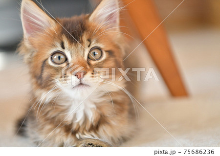 テーブル下でくつろぐねこ2 テーブル下でくつろぐねこ2 75686236