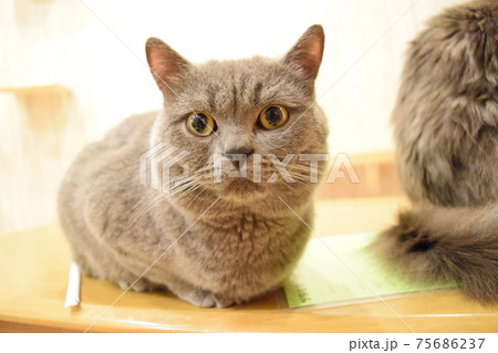 くつろぐねこ(ブリティッシュショートヘアー) くつろぐねこ(ブリティッシュショートヘアー) 75686237