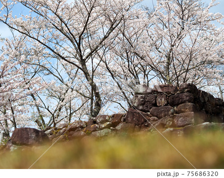 熊野市赤木城跡と桜 熊野市赤木城跡と桜 75686320