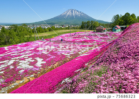 羊蹄山と一面に広がる芝桜 北海道倶知安町の観光イメージの写真素材