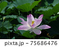 ハス 75686476