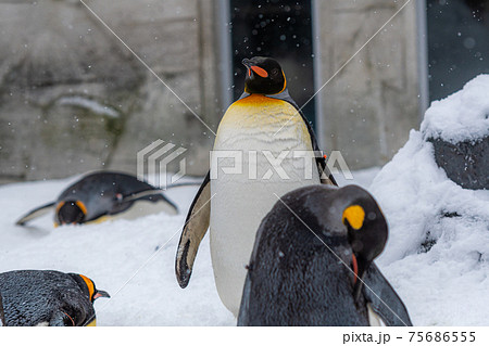 冬の動物園のペンギン 北海道旭川市 冬の動物園のペンギン 北海道旭川市 75686555