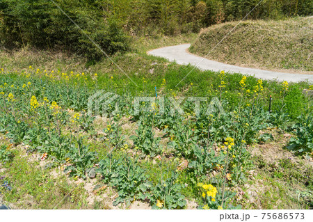 奈良県・山辺の道に咲く菜の花 奈良県・山辺の道に咲く菜の花 75686573