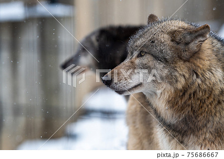 冬の動物園のオオカミ 北海道旭川市の写真素材