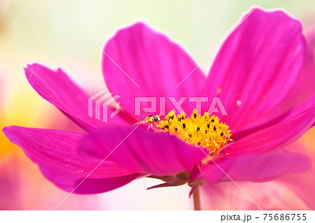 満開のコスモスと昆虫 75686755