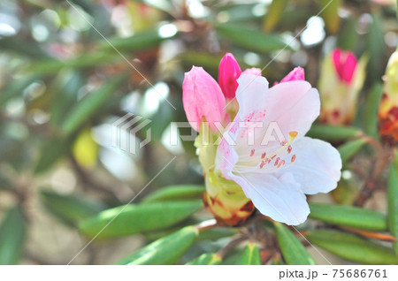 石楠花の花 石楠花の花 75686761