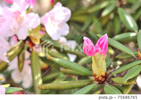 蕾の開き始めた石楠花の花 蕾の開き始めた石楠花の花 75686765