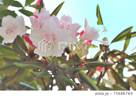石楠花の花 石楠花の花 75686769