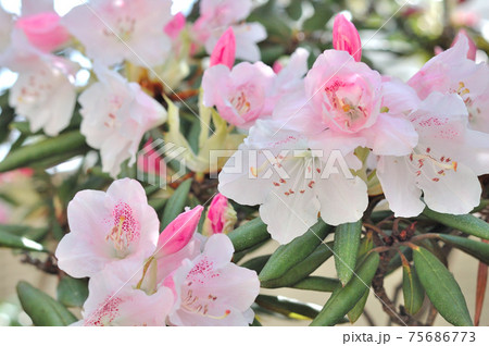 石楠花の花 75686773