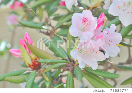 石楠花の花 75686774
