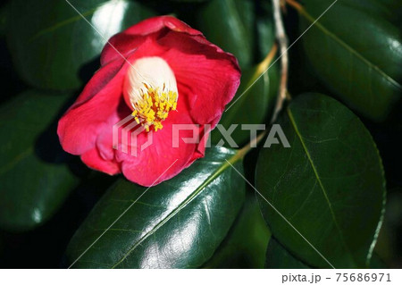 椿 紅司の花咲く 椿 紅司の花咲く 75686971