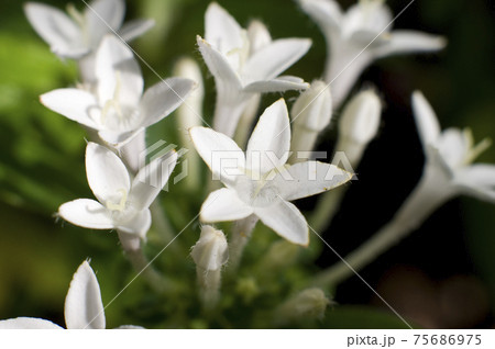 白いペンタスの花が咲いています 学名はpentas Lanceolataです の写真素材